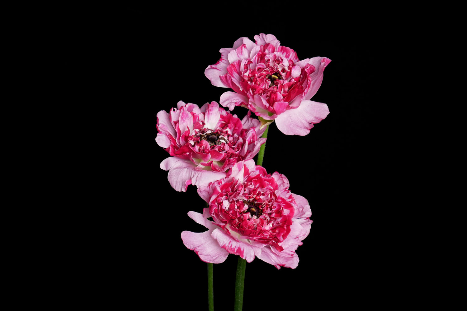 All Cut Flower