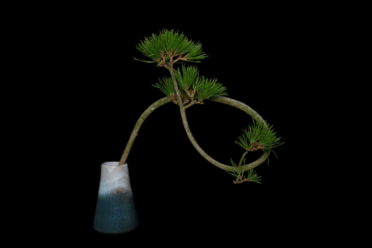 Pine (Matsu)