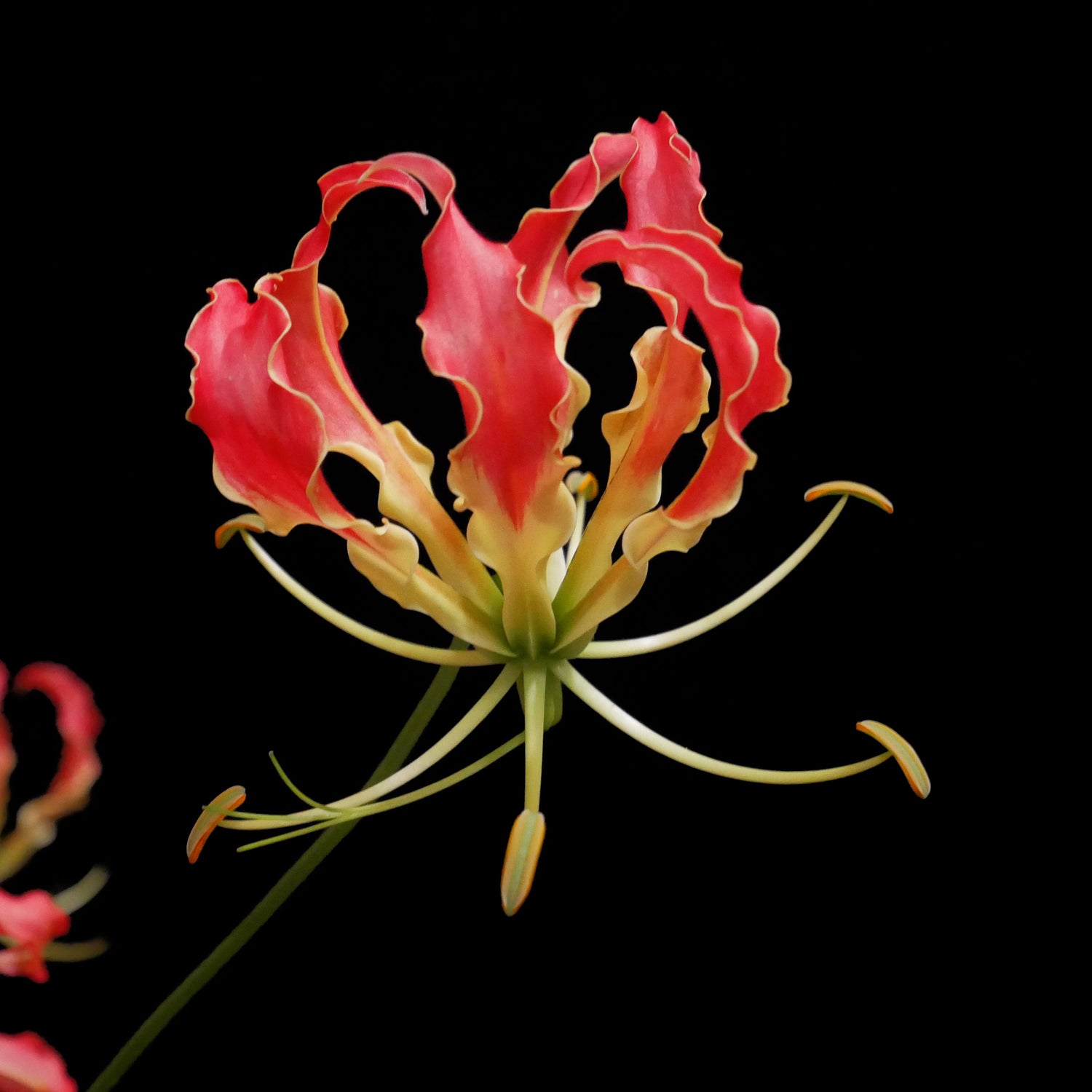 Gloriosa
