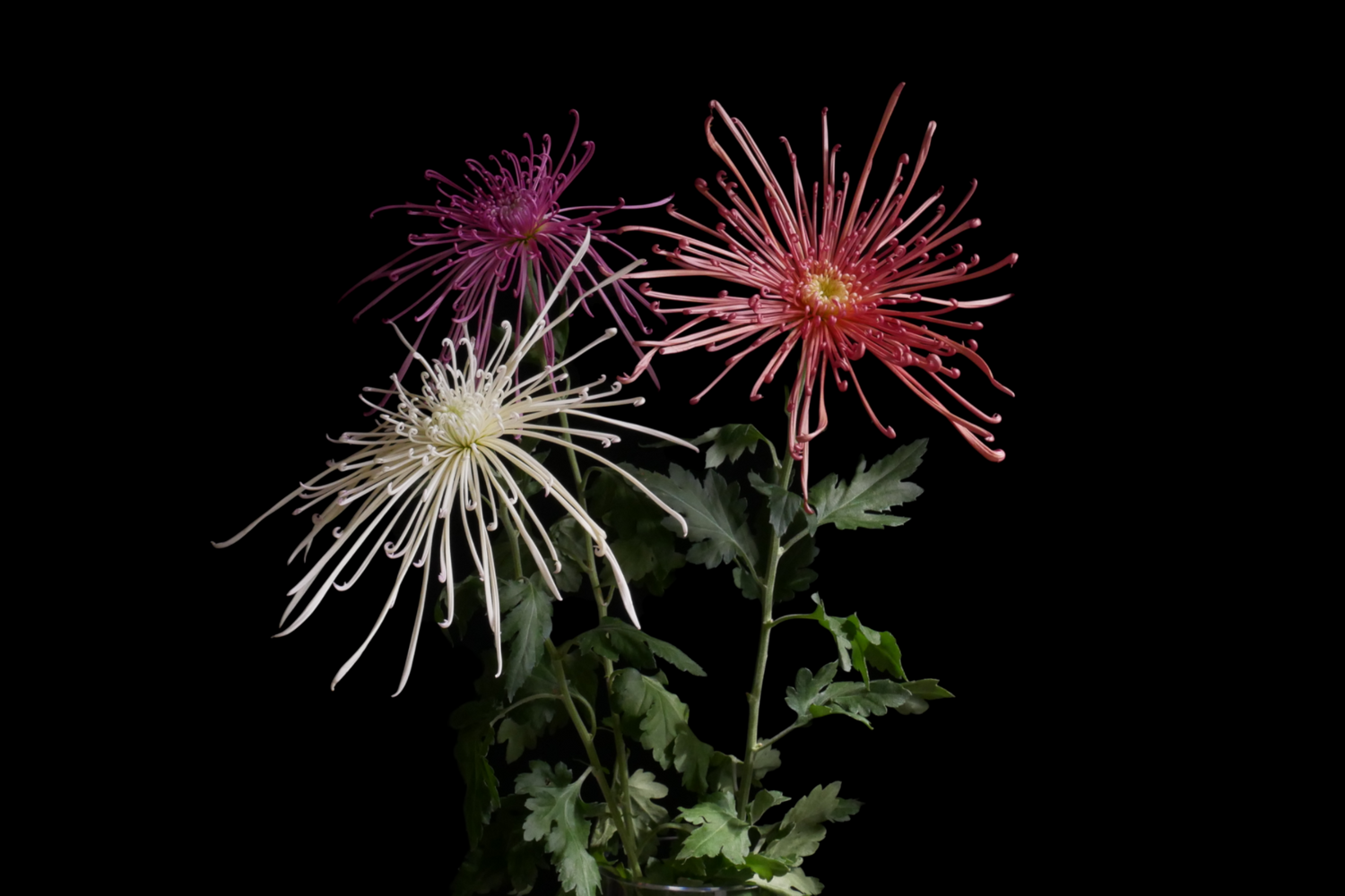 Chrysanthemum