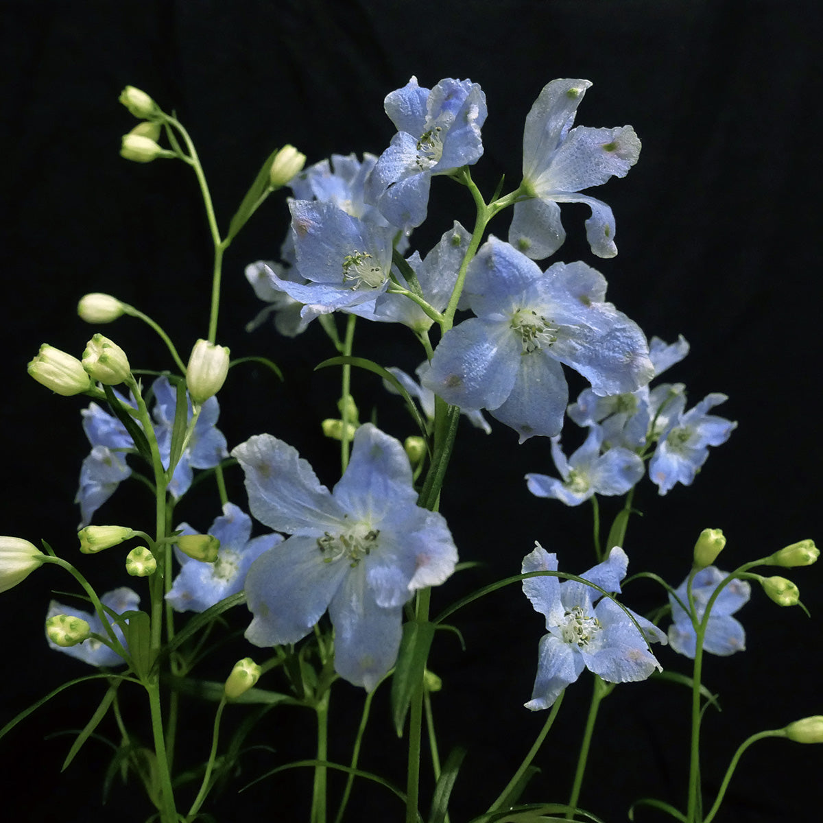 Delphinium