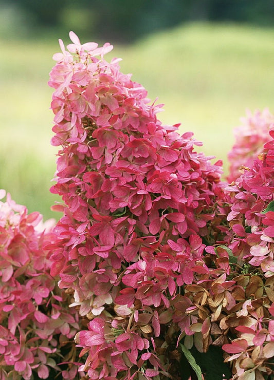 (Clearance Sale - Dried) Hydrangea Firelight Pomegranate (70cm - 30cm hd size)