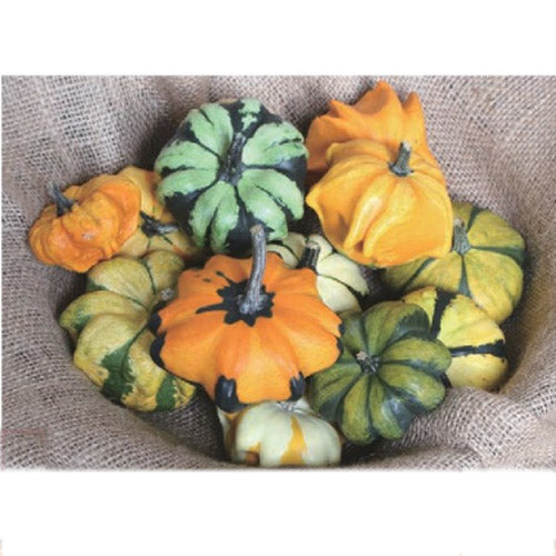 (Clearance Sale) Cucurbita moschata (Pumpkin) Star Mix