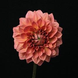 Dahlia Antique Roman