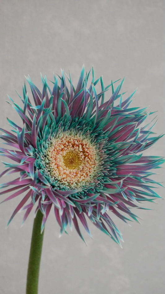 (Clearance Sale) Gerbera Tinted Peacock mint (2L)