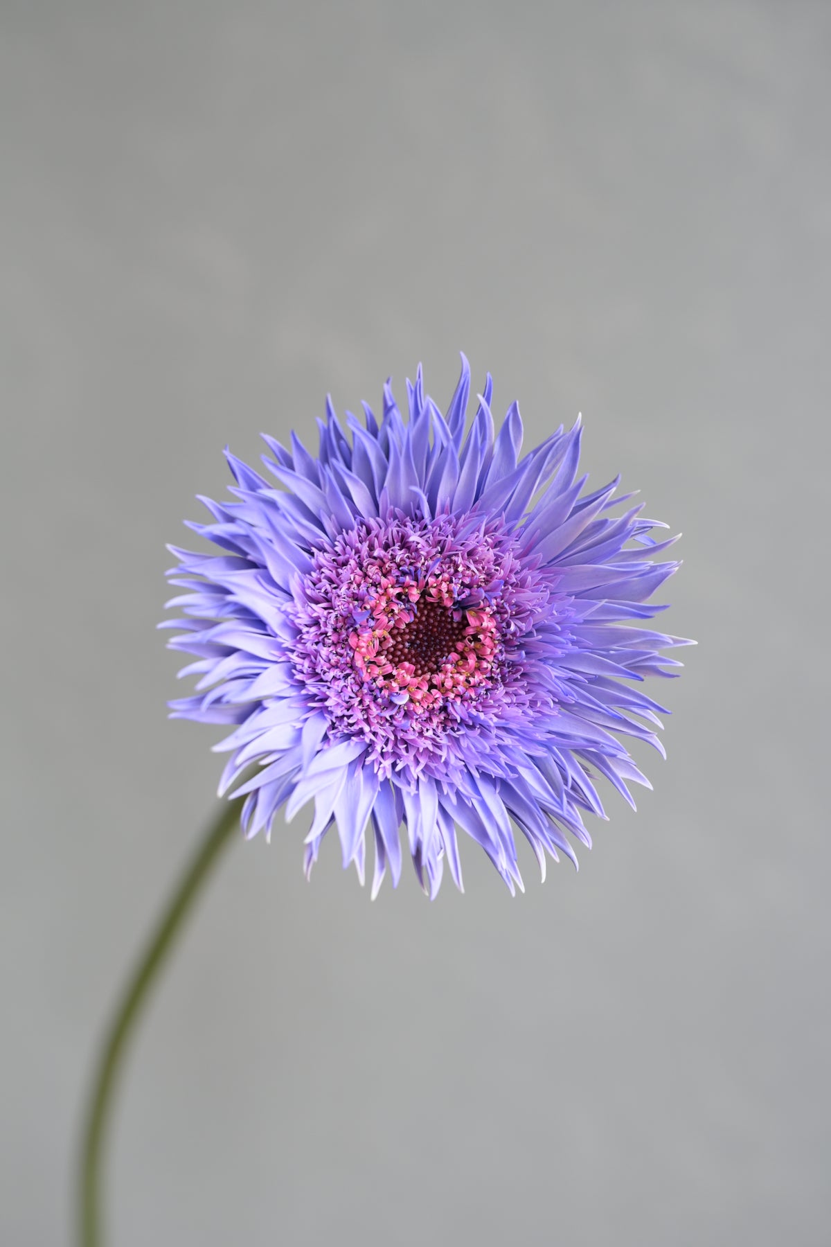新入荷!! Gerbera Mini Spider Lavender