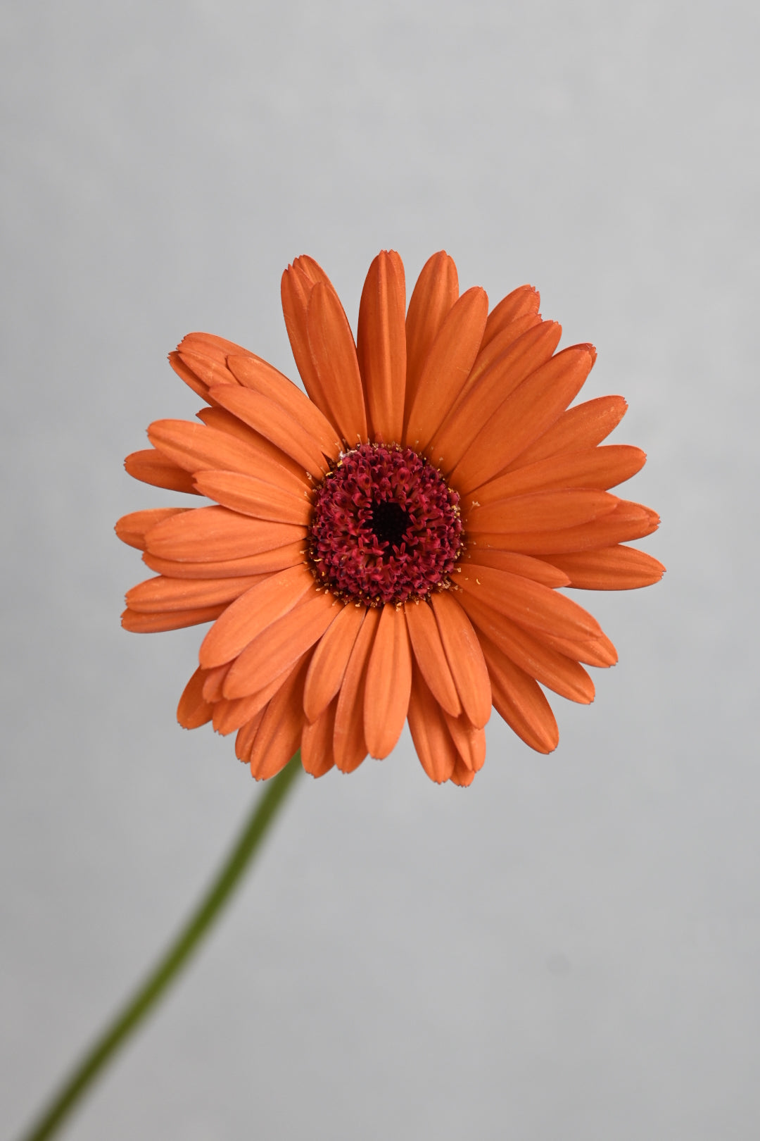 Gerbera Brownie