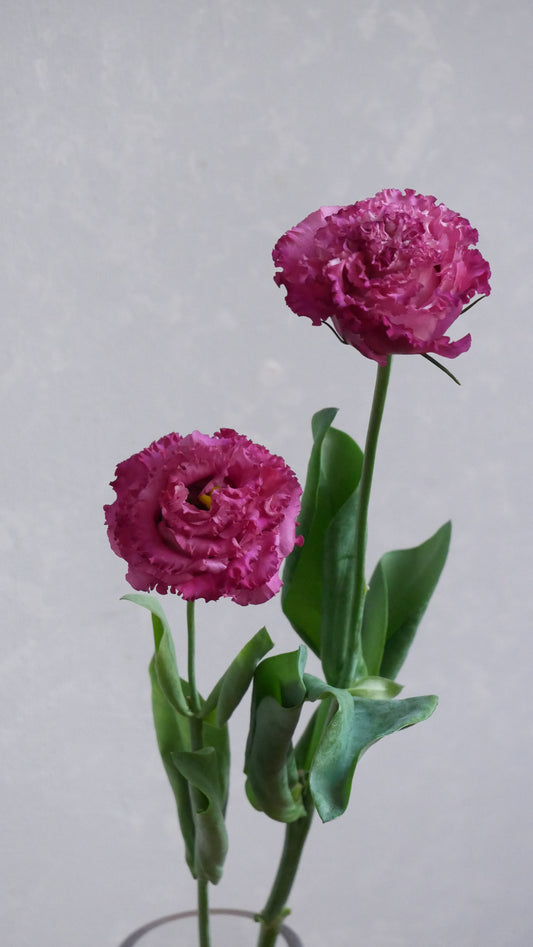 Eustoma NF Cassis Ball (1F)