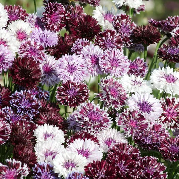 Centaurea Classic Magic (50cm)