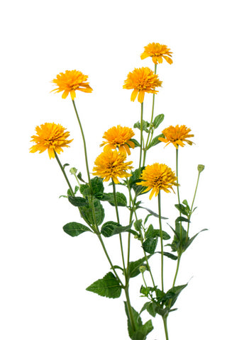 !! Anniversary Promo !! Helianthus Asahi
