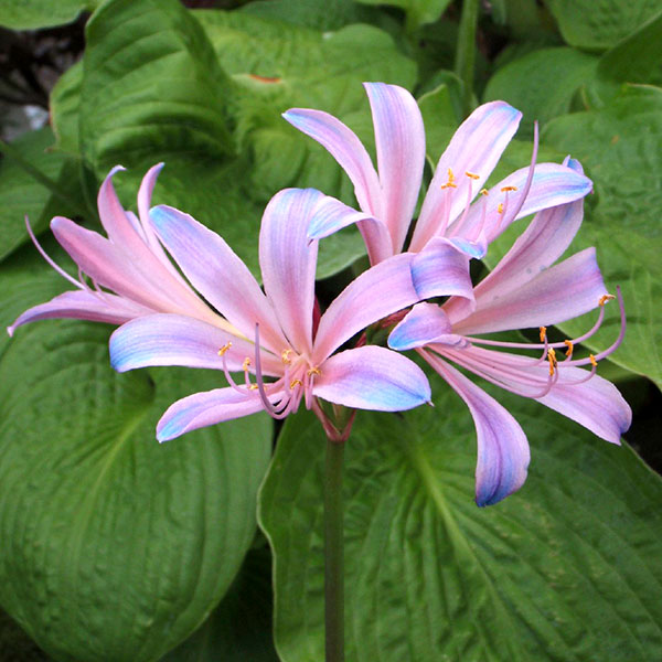 新入荷!! Nerine Lycoris Sprengeri (50cm)