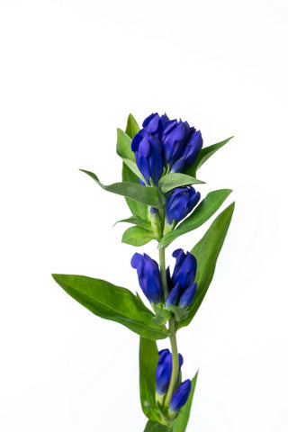 Gentiana Sky Blue (70cm)