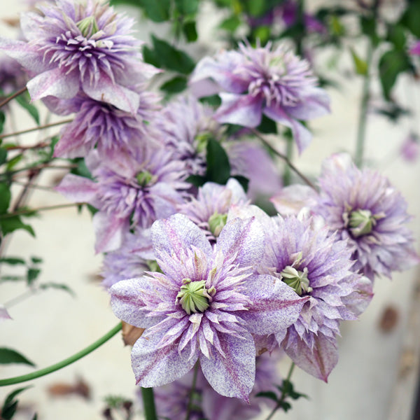 Clematis 水面の妖精 (20cm)
