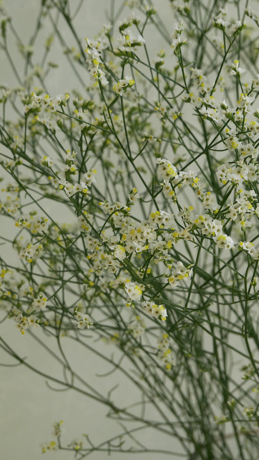 Statice (Limonium sinuatum) Kino Bloom (80cm)
