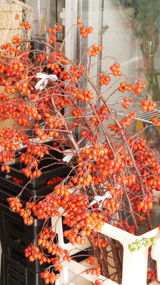Rosa glauca 鈴バラ (150cm)