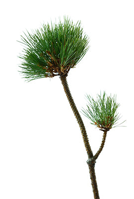 幸來松 (ピンポン松)