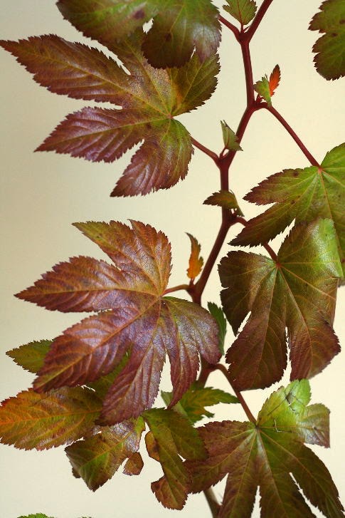 Rubus Baby Hands (Autumn color) (100 cm)