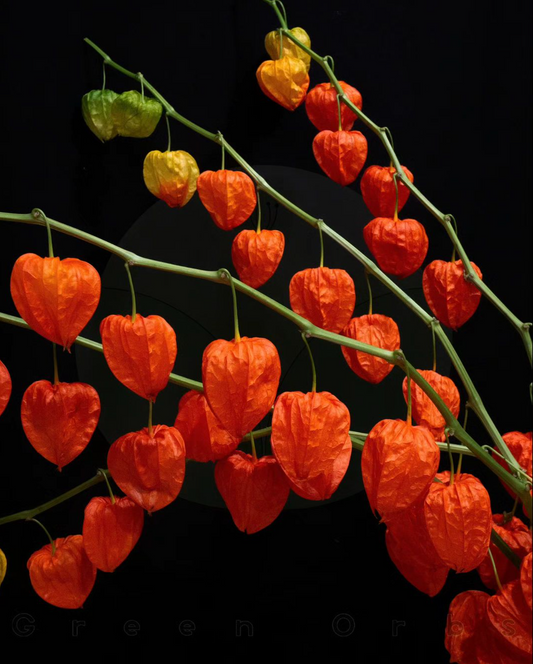 Dried!! Physalis Alkekengi Hoozuki 鬼灯 (2L)