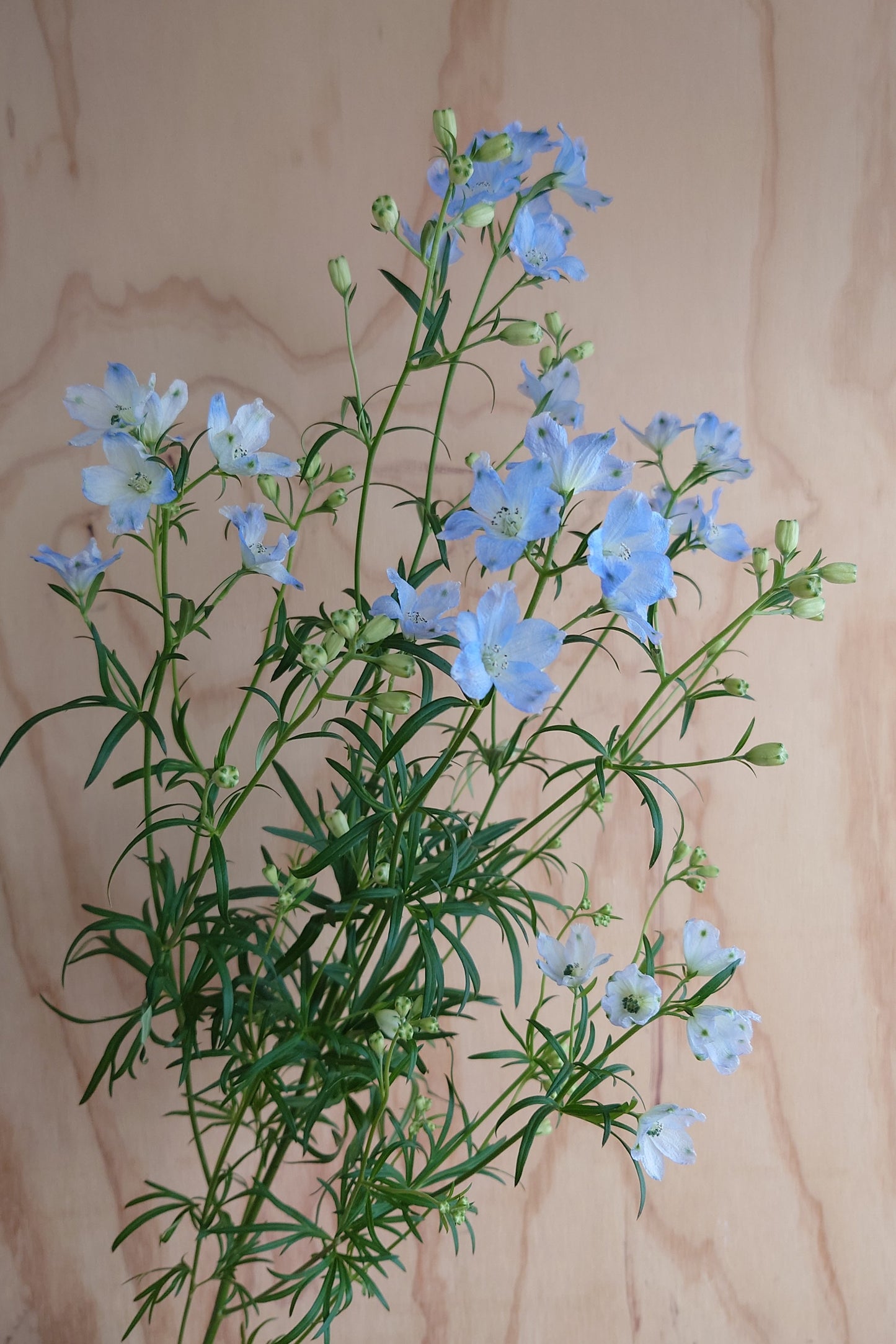 Delphinium Platinum Blue (Pre Order) MOQ:10