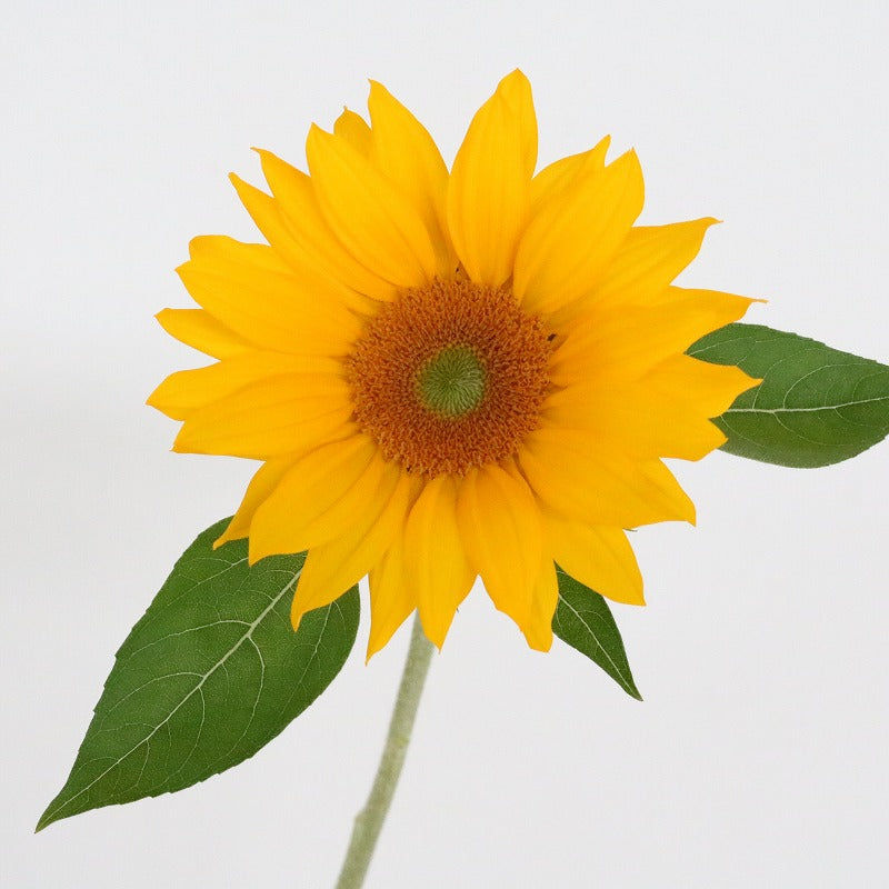 Helianthus Vincent Clear Orange