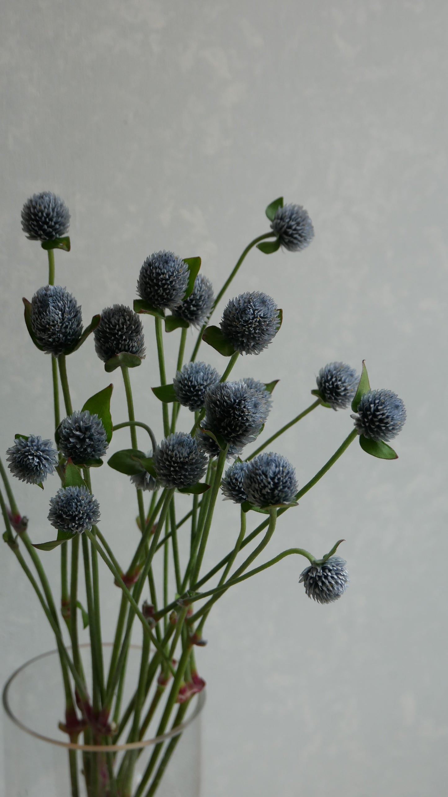 Gomphrena globosa (Tinted Ash Gray)