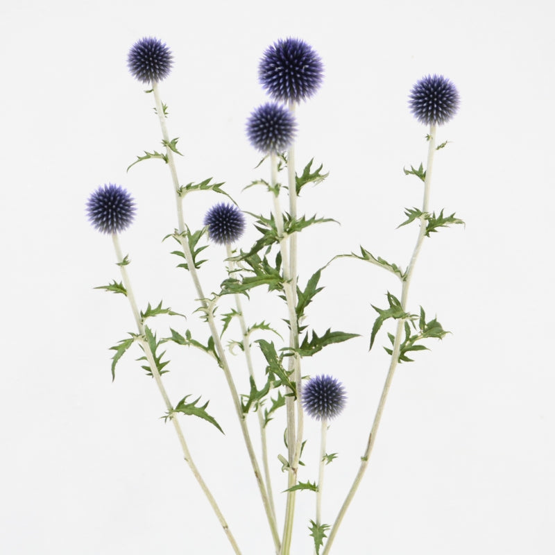Echinops Veitch's Blue (6F 60cm)