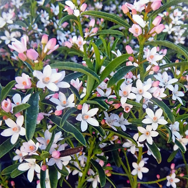 新入荷!! Eriostemon Myoporoides Pink (50cm from South Africa)