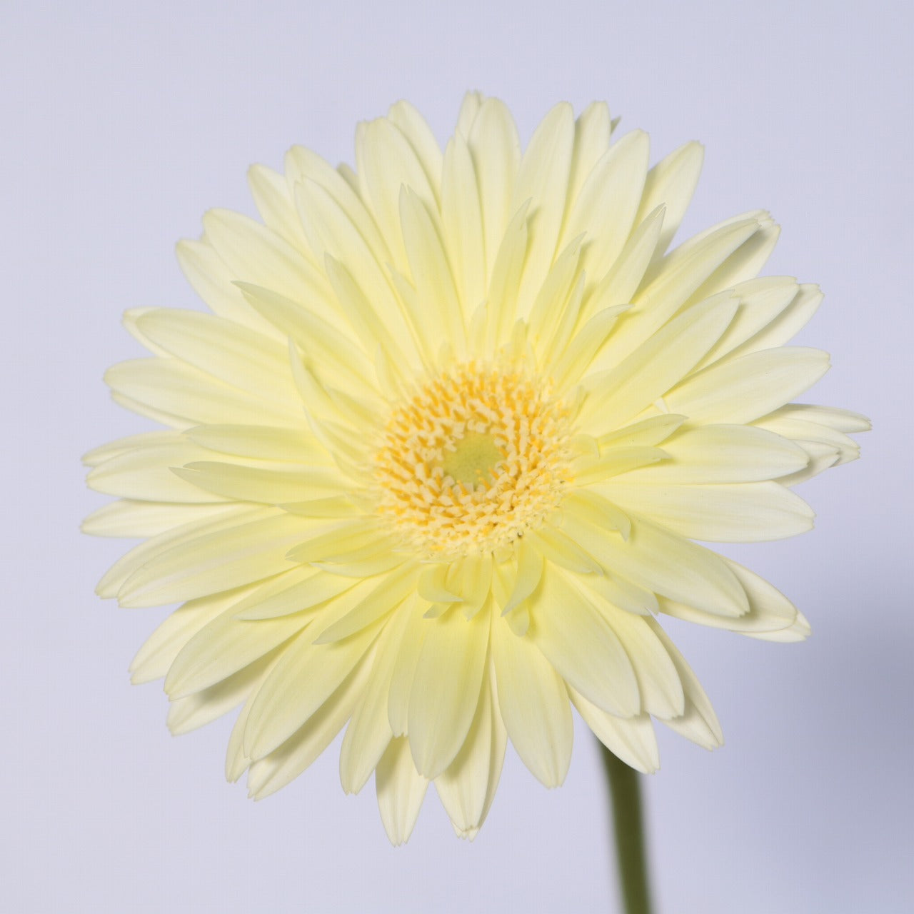 Gerbera Malibu