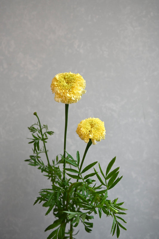 Marigold White Swan (秀 60cm)