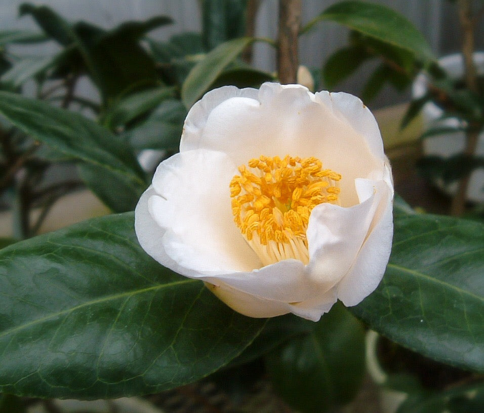 Camellia japonica ツバキ 白玉椿 (100-120cm)