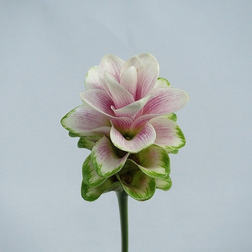 Curcuma Cherry Princess Dane