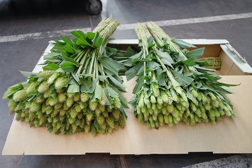 Setaria italica Awa