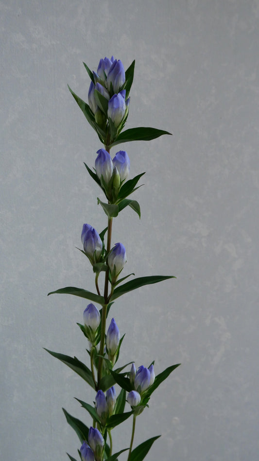 【月見】Gentiana 安代の羽衣 (80cm)
