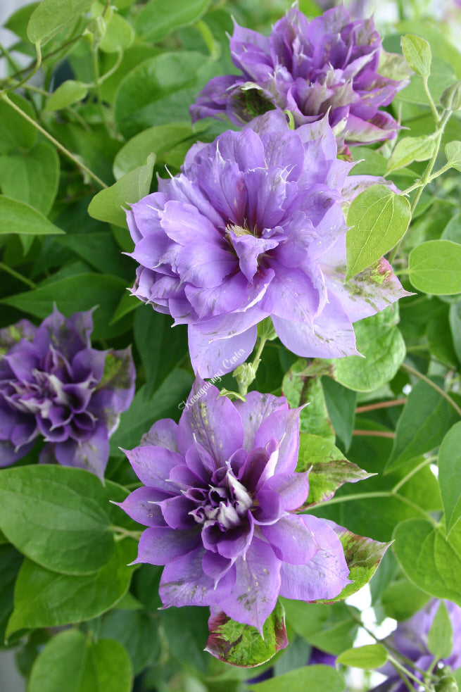 八重咲き!! Clematis Germini (50cm)