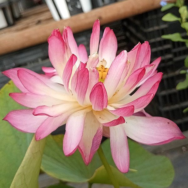 Lotus 茶碗蓮 (60cm)