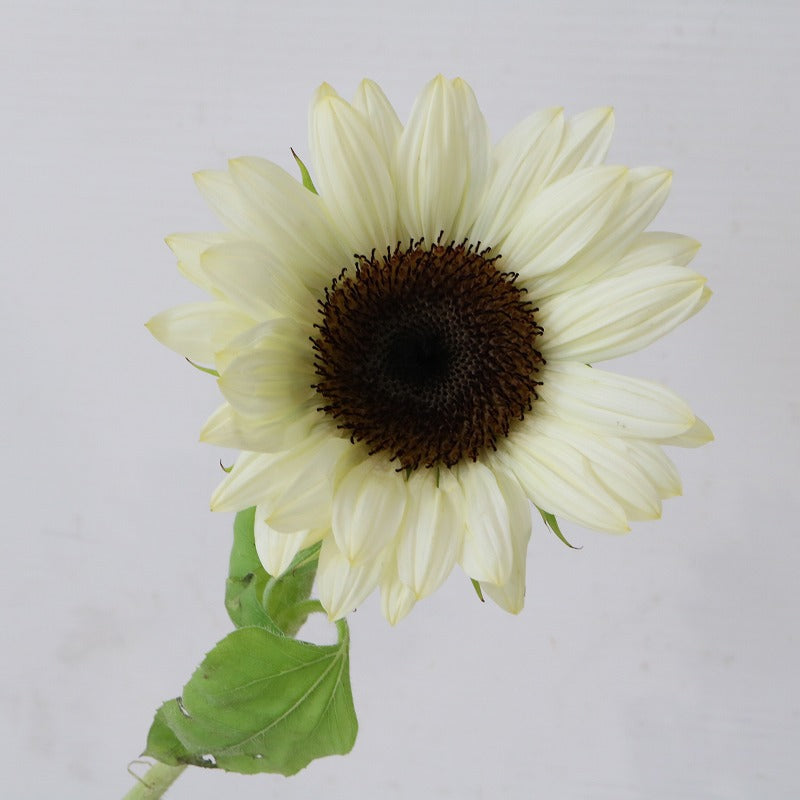 Helianthus White Night