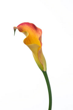 Calla Captain Trinity (80cm)