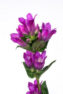 Gentiana Finale (80cm)