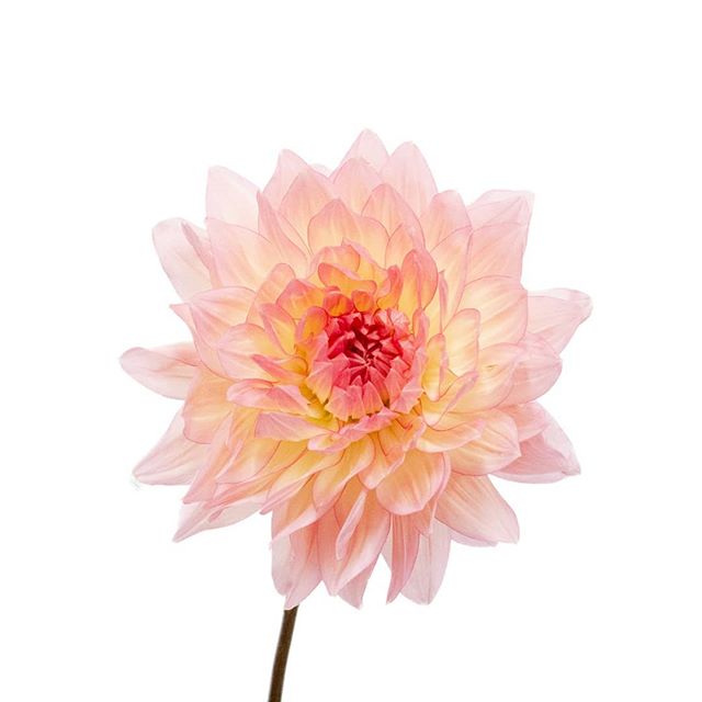 !! Anniversary Promo !! Dahlia Moon Waltz