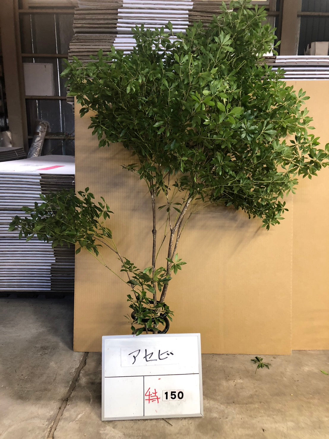 Pieris (150 cm)