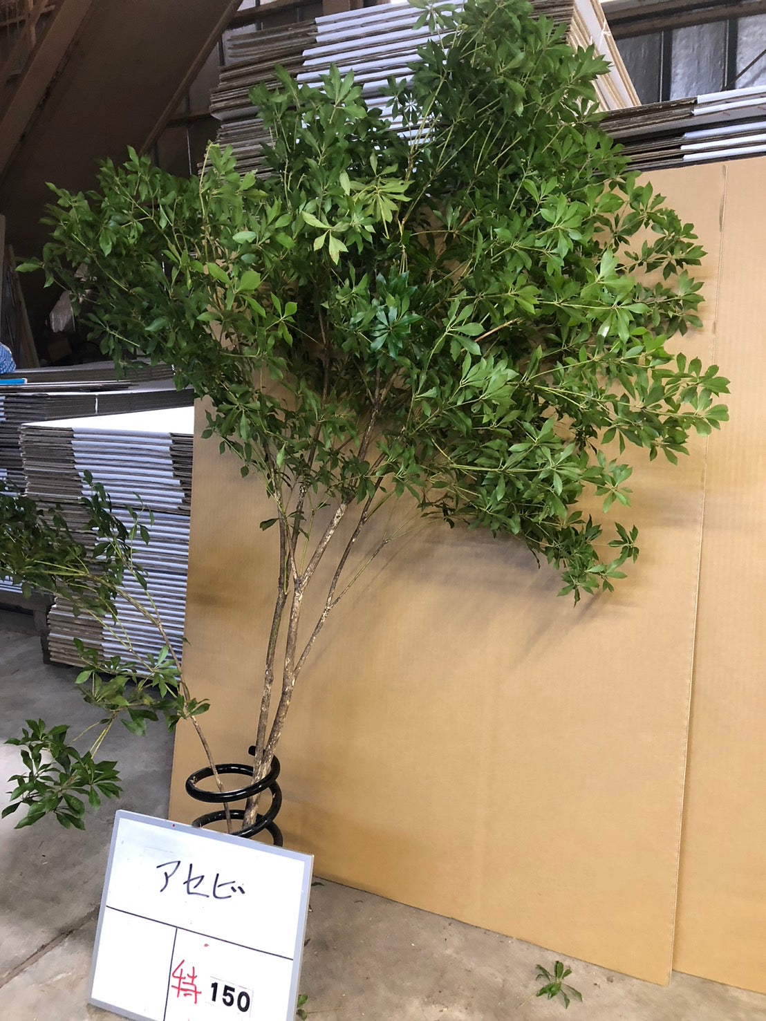 Pieris (150 cm)