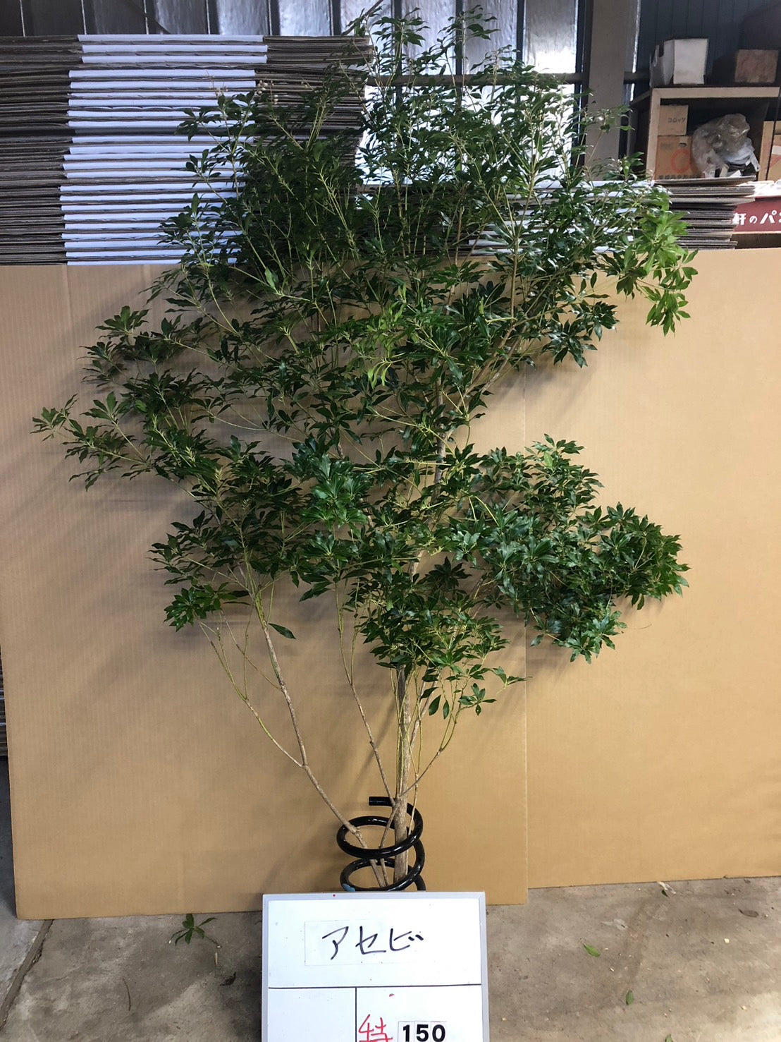 Pieris (150 cm)