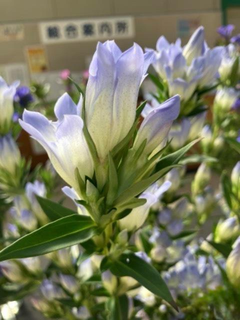 【月見】Gentiana 安代の羽衣 (80cm)