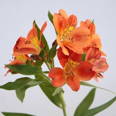 【月見】Alstroemeria Party (80cm)