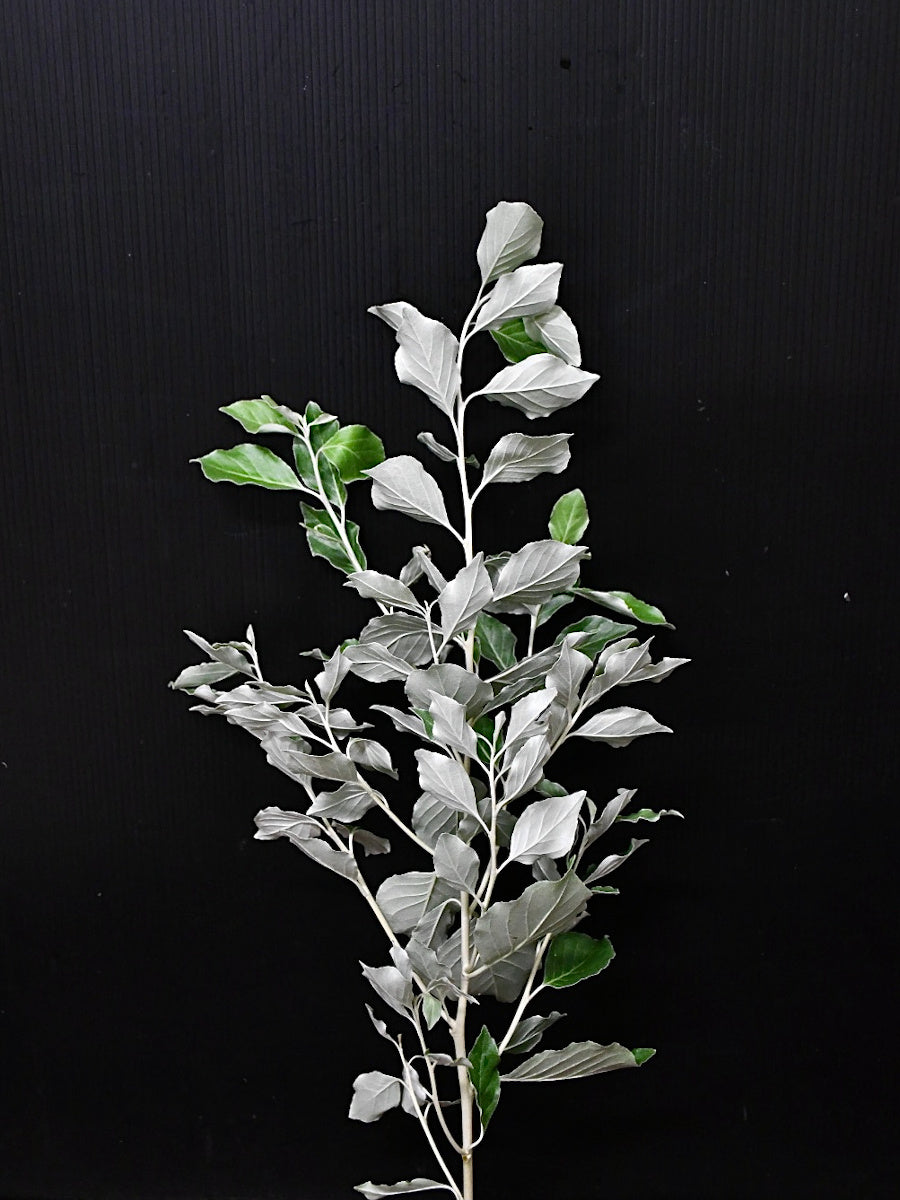 銀葉グミ (50cm)