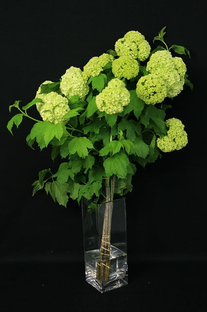 Viburnum Snowball (60cm 4F)