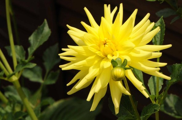 【月見】新入荷!! Dahlia 星の王子 (60cm)