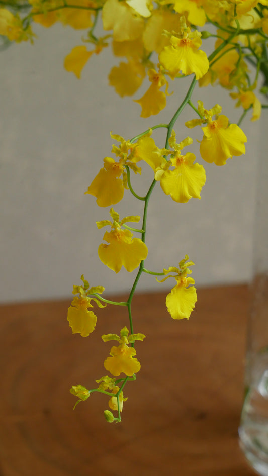 (Clearance Sale) Oncidium Honey Drop (50-60cm)