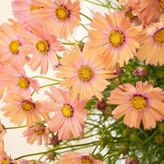 Cosmos Orange Canvas