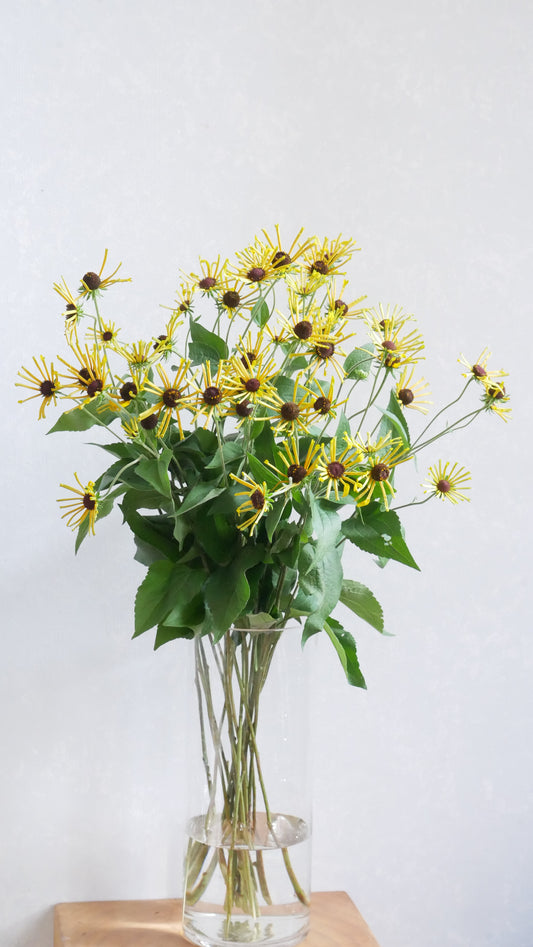 【月見】Rudbeckia Henry Eilers (65-75cm)